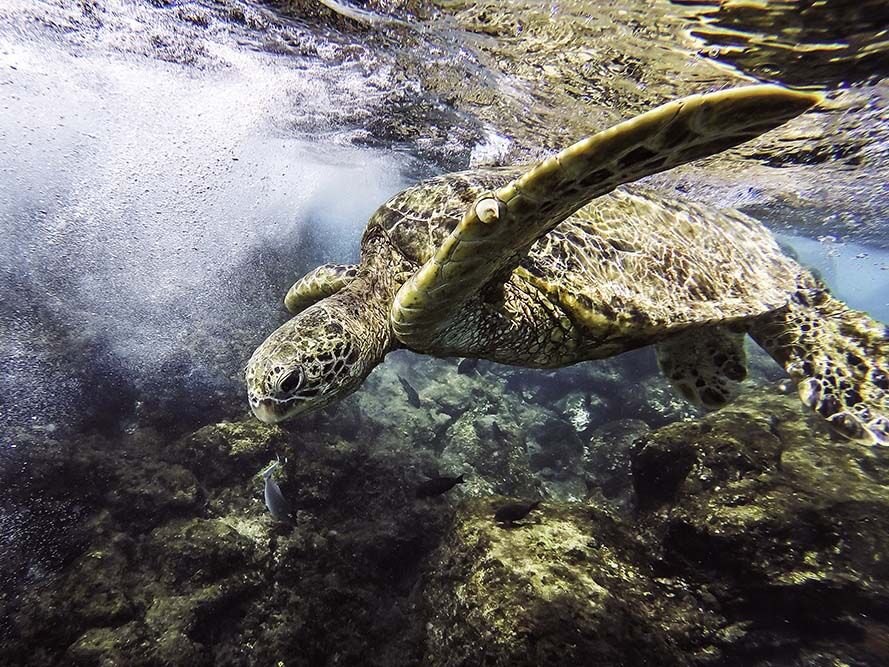 MYCALENDAR10seaturtle maui blackrock LG_9e7943.jpg
